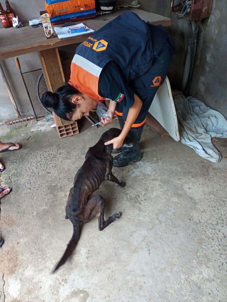 Dezembro é considerado o mês verde de conscientização sobre o abandono de animais, e a cidade de Pindamonhangaba está com um projeto