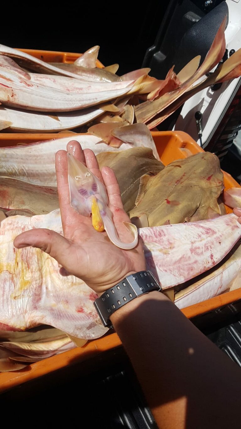 Dois pescadores foram multados por pesca ilegal na Ilha dos Porcos, em Ubatuba, na quarta-feira (27). Cerca de 60kgs de pescado