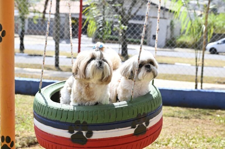 Todas as cinco regiões de Campinas passam a contar áreas de lazer para pets