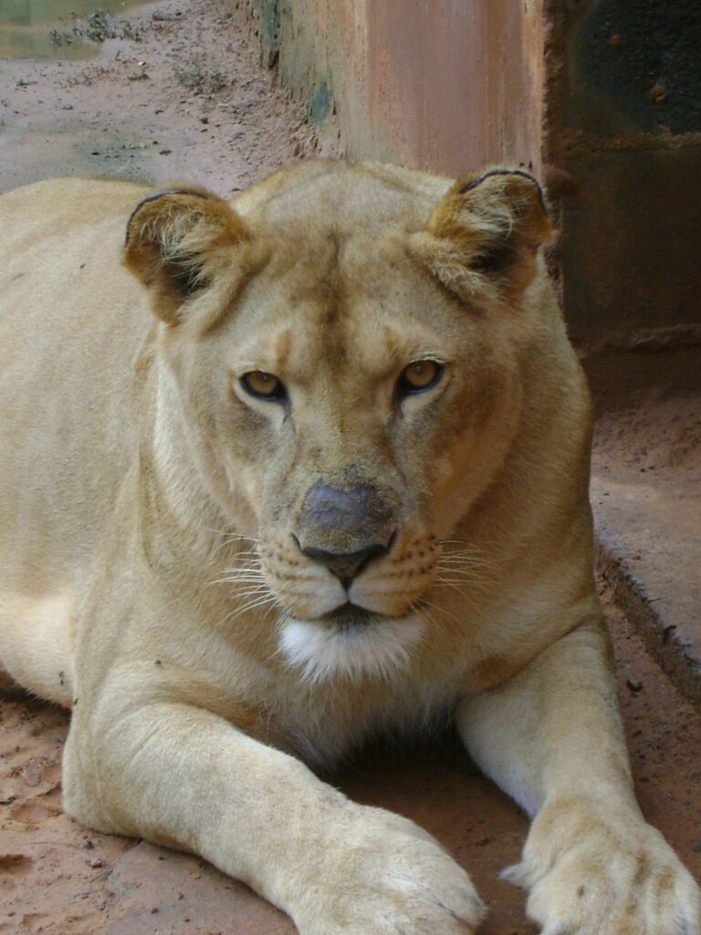 Leoa do Parque Ecológico de Americana morre aos 21 anos