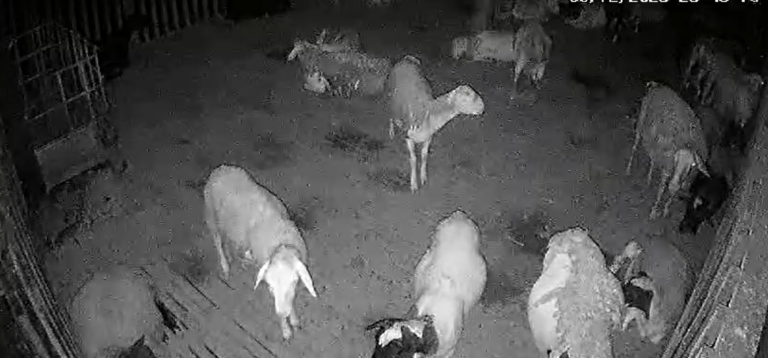 Cem ovelhas são furtadas de sítio em Cordeirópolis