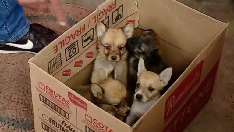 Casal viaja e deixa nove cães abandonados; três filhotes morreram