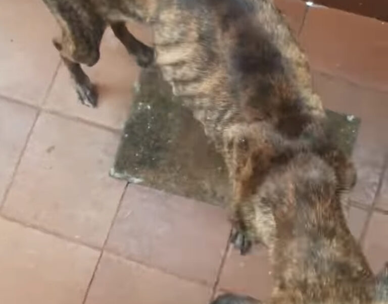 Em estado de abandono, cadela é socorrida pela GCM após denúncia
