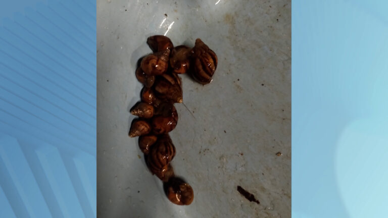 Mato alto e descarte irregular trazem caramujos que podem transmitir doenças