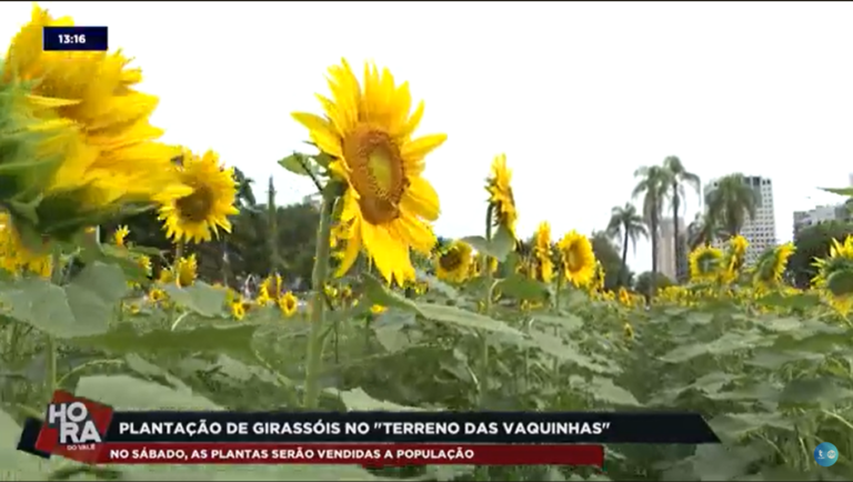"Gira, gira, gira, girassol", como já cantava Alceu Valença em sua música. Essa planta amarela chama a atenção onde quer que esteja e o "Terreno das Vaquinhas"