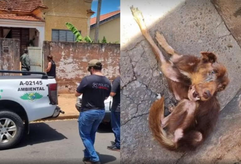 Homem é multado em mais de R$ 18 mil por maus-tratos a cães em Andradina