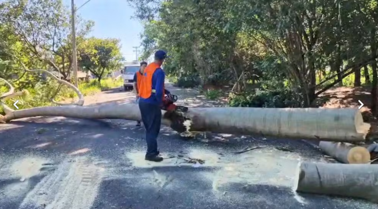 Fortes chuvas em Votuporanga causam queda de árvores e postes de energia elétrica
