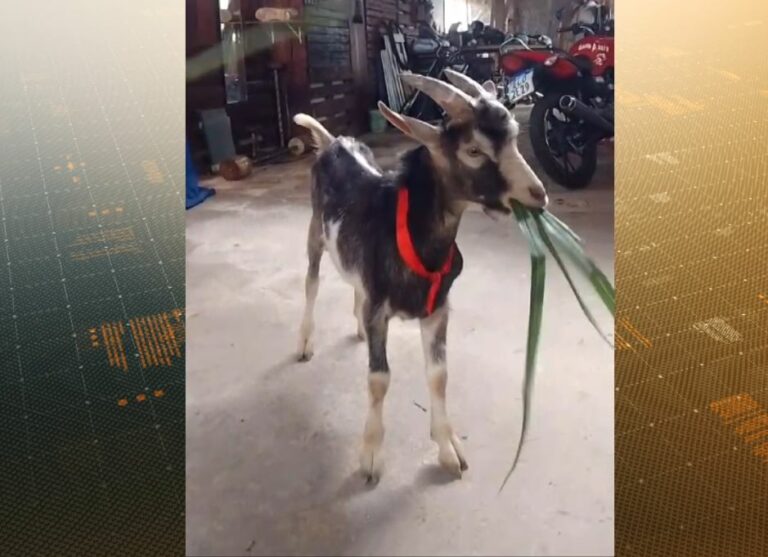 De volta pra casa: bode Fumaça 'viajou' em trem da CPTM no interior de SP