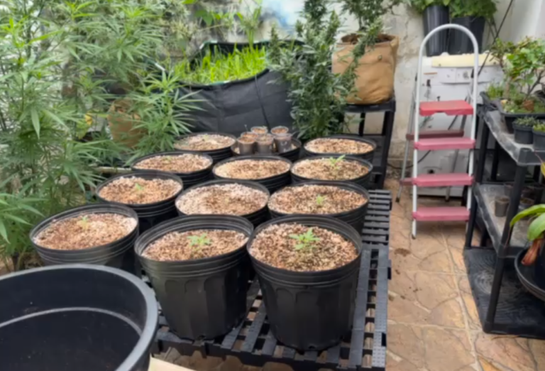 Os proprietários do imóvel, localizado no bairro Alvinópolis realizavam o processamento completo da erva, do cultivo à venda