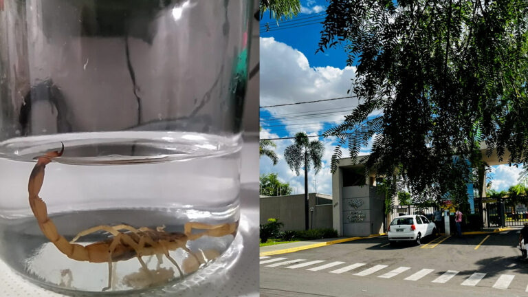 Menino de 5 anos morre após ser picado em condomínio no interior de SP