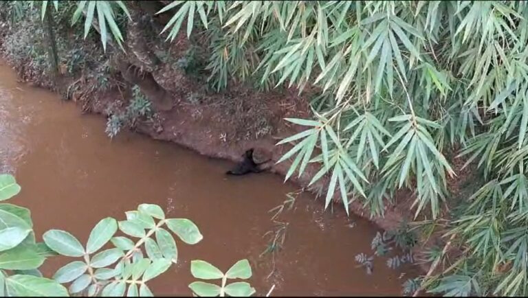 Cachorro é encontrado dentro de rio em São José dos Campos