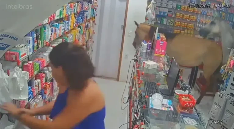 Cavalos invadem farmácia e assustam funcionários; veja vídeo