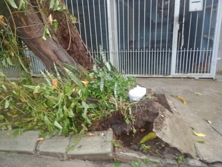 chuva queda árvore sjc