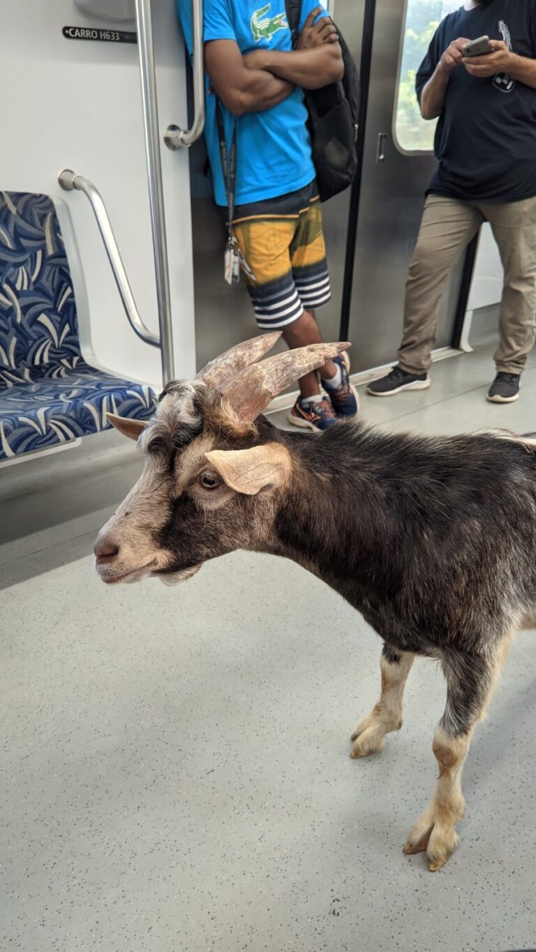 Bode é visto 'dando rolê' em trem da CPTM no interior de SP; veja vídeo