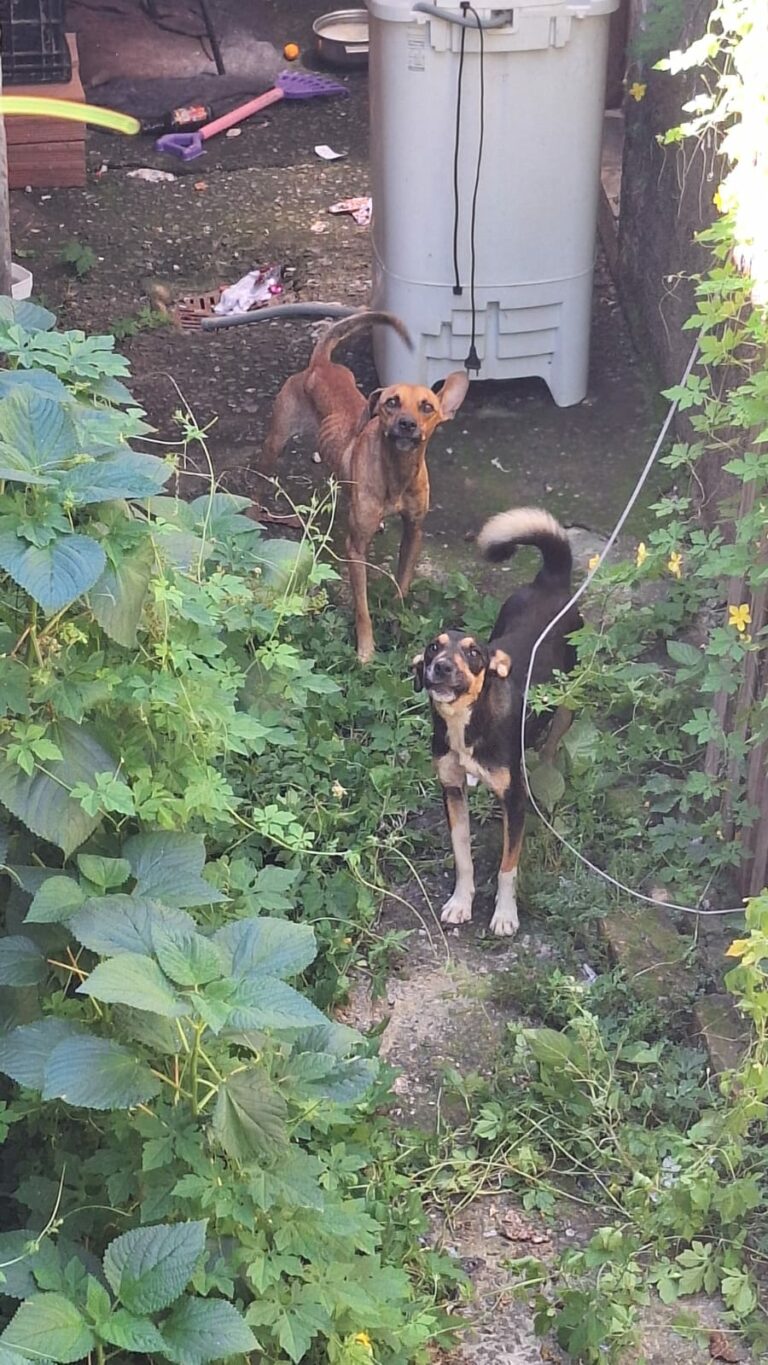 dois cães resgatados guará