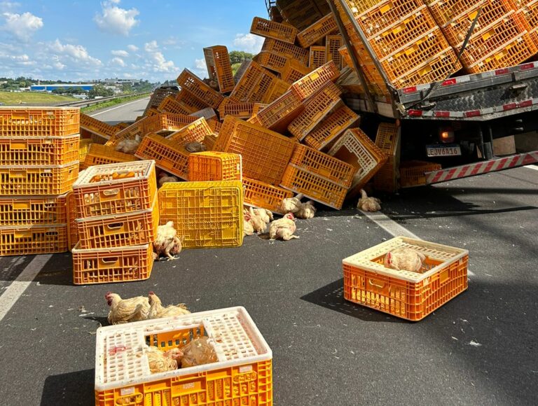 Carga de quase 5 mil frangos tomba na Rodovia Anhanguera