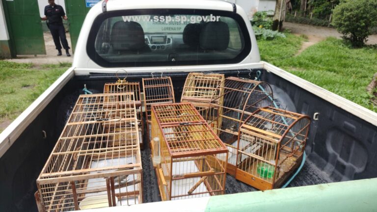 aves nativas cachoeira paulista