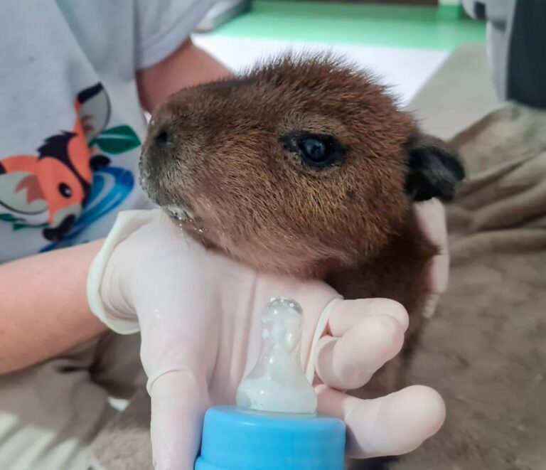 Dois filhotes de capivara são resgatados com sintomas de insolação e desnutrição