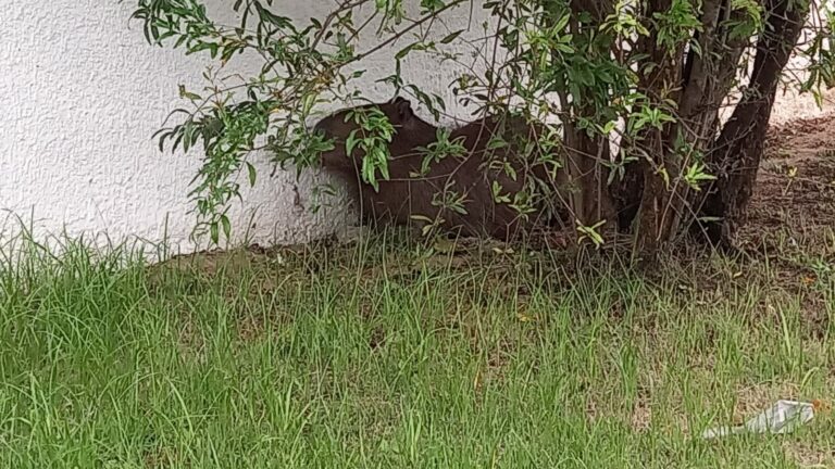 capivara é flagrada em sjc