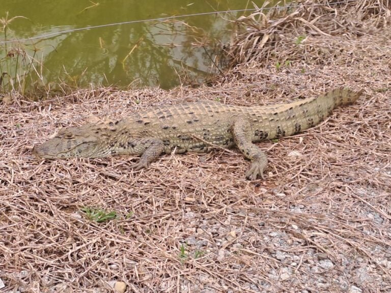 JACARÉS MONTEIRO LOBATO