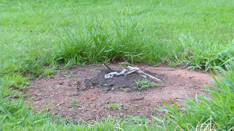 Árvore que representa resistência negra é arrancada de praça da Unicamp