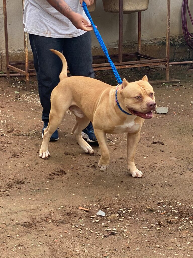 orelhas cortadas pit bull taubaté