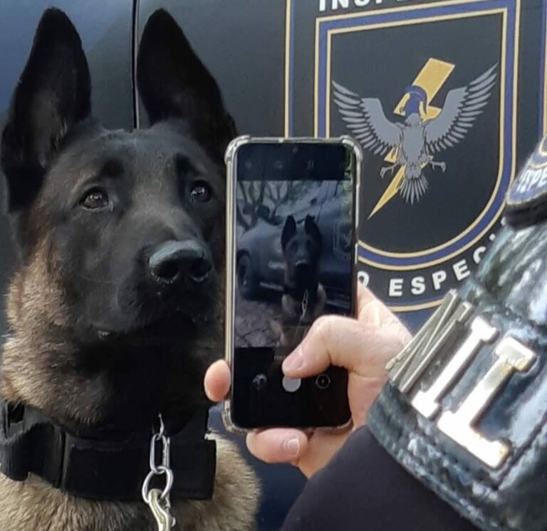 Guarda Municipal de Campinas perde o cão policial Naruk