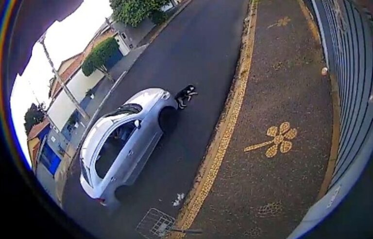 Motorista atropela cão que dormia em via pública e é detido por autoridades da Polícia Ambiental