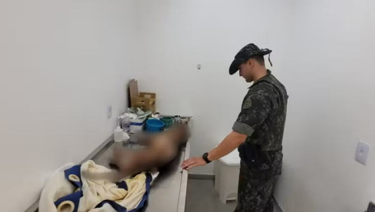 Tutor é preso após pit bull morrer por maus-tratos em Araçatuba