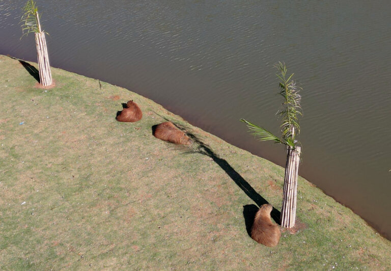 Prefeitura lança edital para captura e esterilização de capivaras