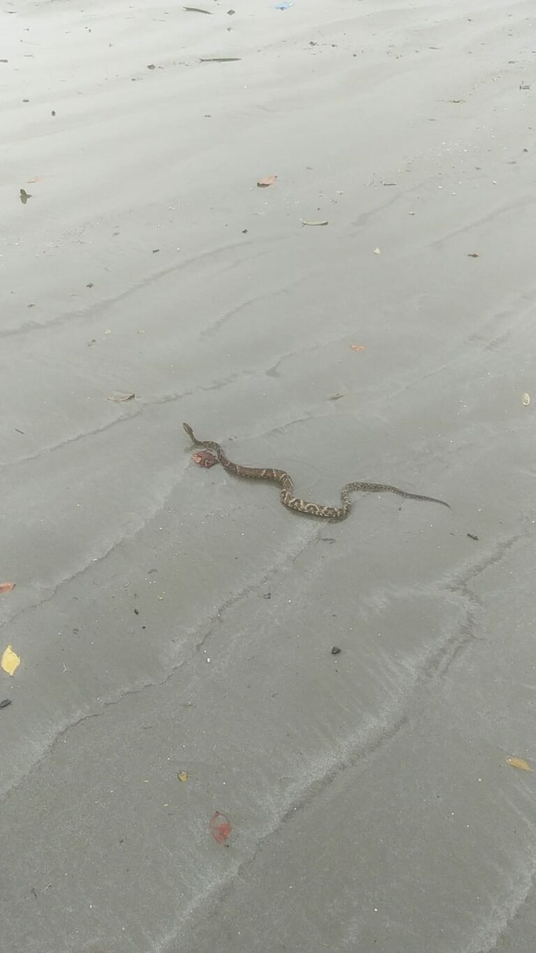 Cobra jararaca é encontrada ‘pegando jacaré’ em praia da região