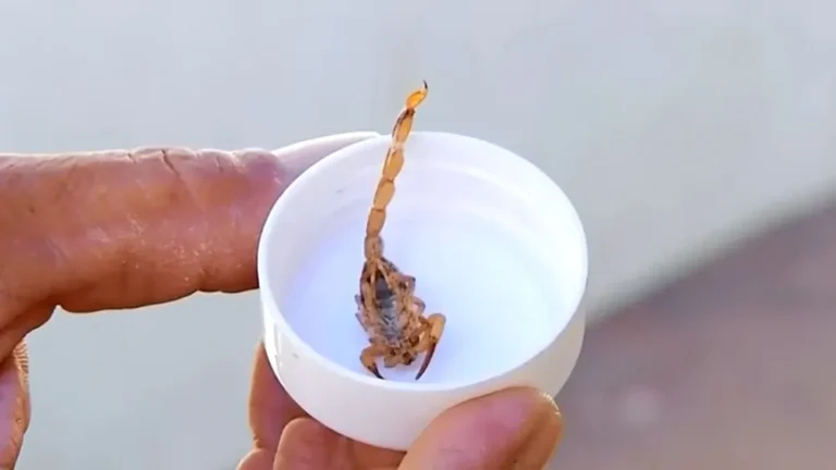 Aumento alarmante de acidentes com escorpião em Araçatuba preocupa autoridades de saúde