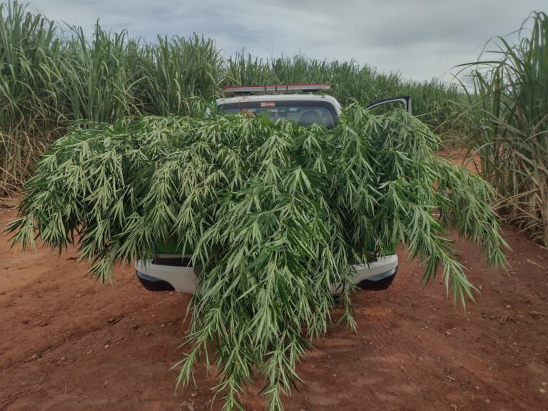 Guarda Municipal de Araras encontra pés de maconha em canavial