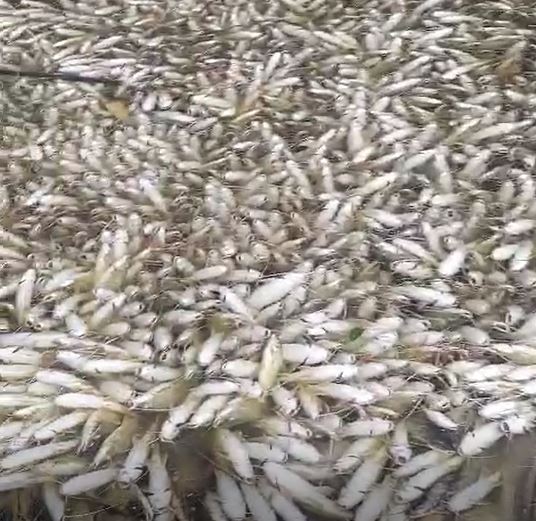 Falta de oxigênio: CETESB explica sobre mortandade de peixes em Piracicaba