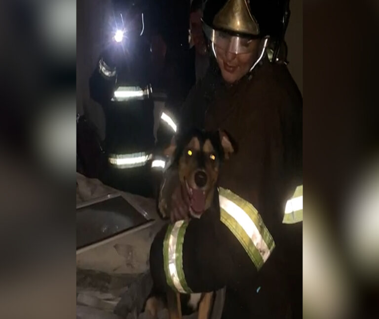 Cachorro é resgatado ileso após explosões em apartamento com munições; veja vídeo