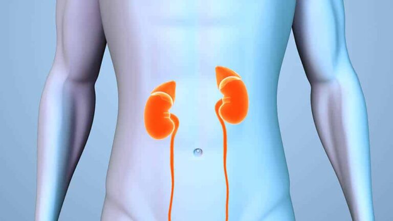 USP em Ribeirão Preto precisa de voluntários para estudo dos rins