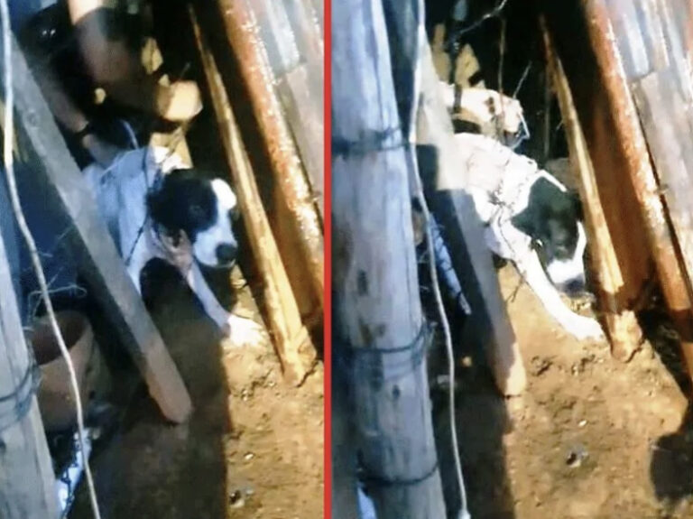 Cão amarrado em arame farpado e corrente é socorrido pela PM em estado de abandono