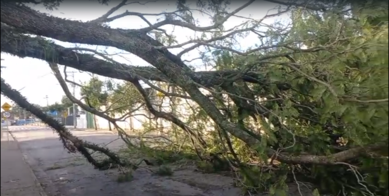 alagamento e queda de árvore em sjc