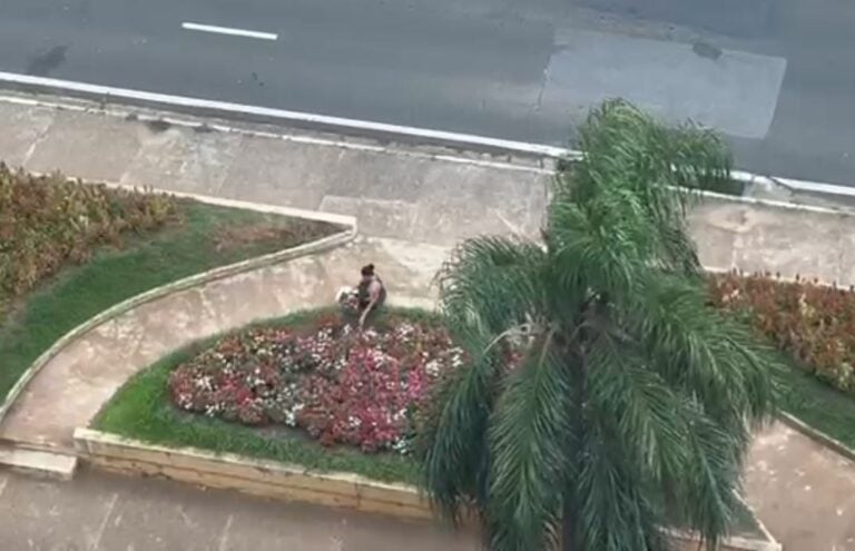 Mulher é flagrada furtando flores de canteiro em avenida de Campinas