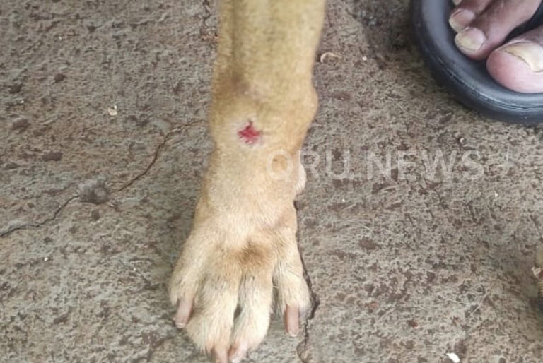 Ao agredir cão a pauladas, homem é preso em Ribeirão Preto 