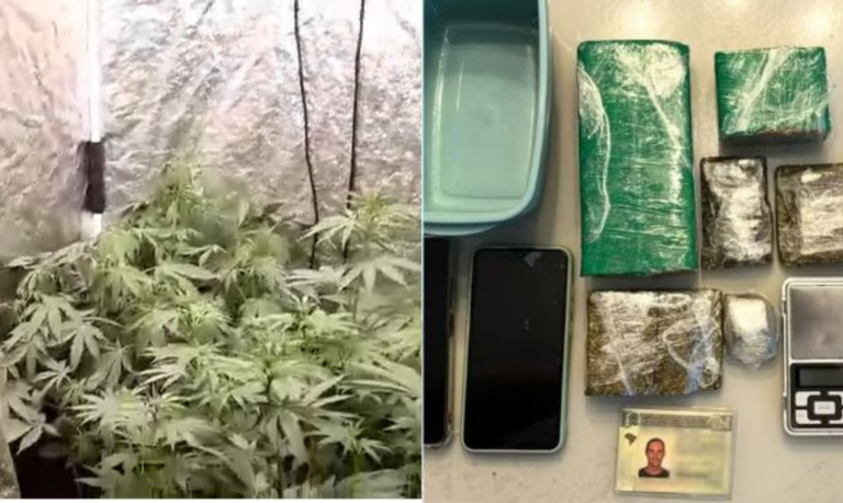 Operação Domo de Ferro I localiza plantação de maconha em Santos e prende envolvidos