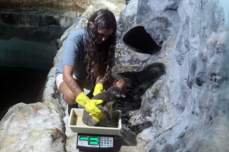 Aquário de Santos presencia nascimento de novo morador