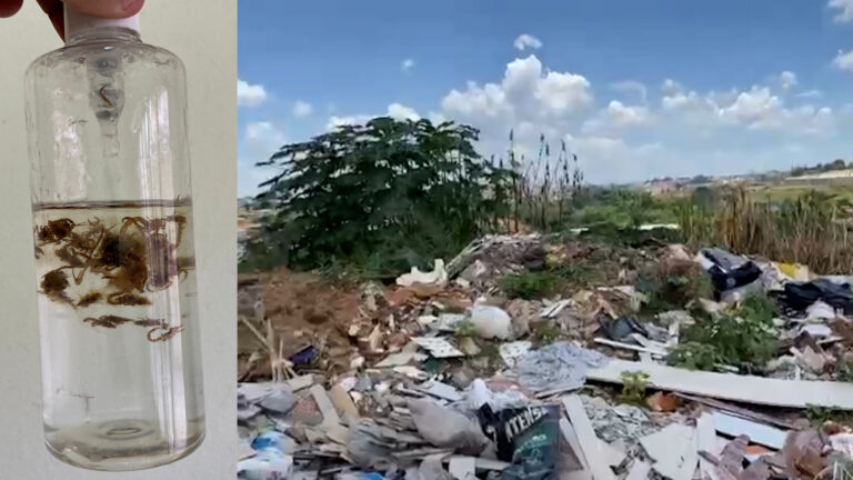 Morador denuncia invasão de escorpiões dentro de casa; esposa foi picada