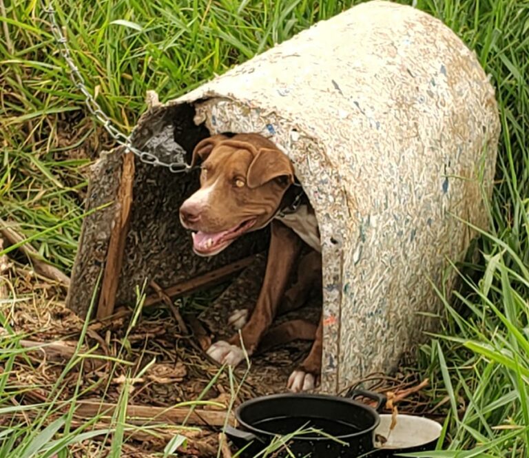 ONG resgata Pitbull acorrentado em árvore