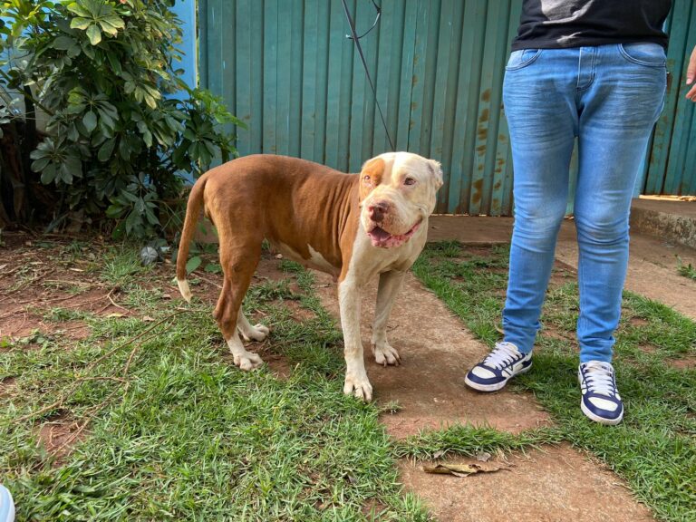 Ong resgata Pitbull em situação de maus tratos 2° caso em 1 mês