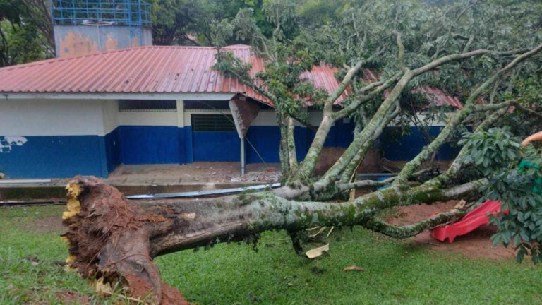 Queda de árvore em escola de Campinas preocupa pais de outras unidades