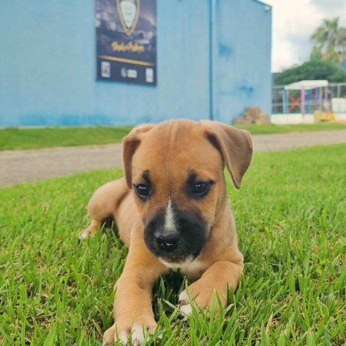 Snapinsta.app_429563616_773615094685993_4231279590748453866_n_1080 Cachorra filhote é recrutada pela Polícia de São Sebastião