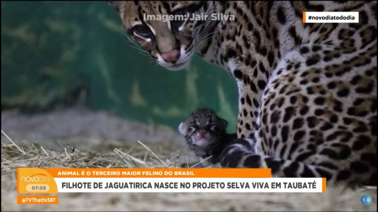 Conheça o novo filhote de jaguatirica do Selva Viva em Taubaté