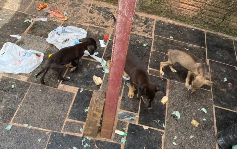 Polícia Ambiental resgata cinco cães vítimas de maus-tratos em São José do Rio Preto