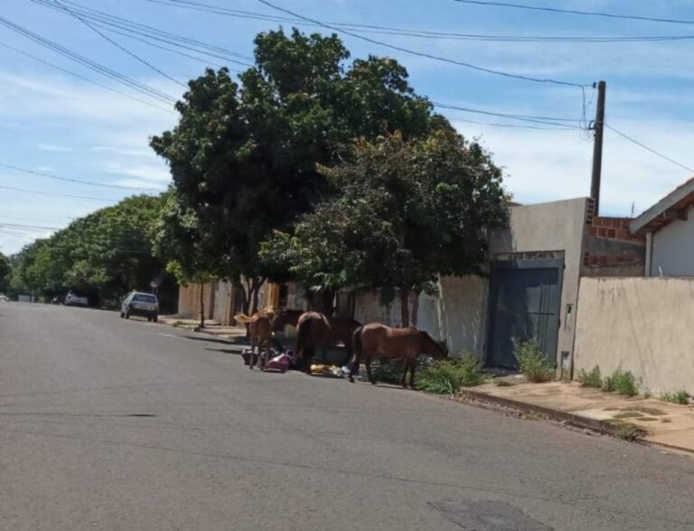 Moradores do Hilda Mandarino denunciam cavalos soltos causando transtornos no bairro
